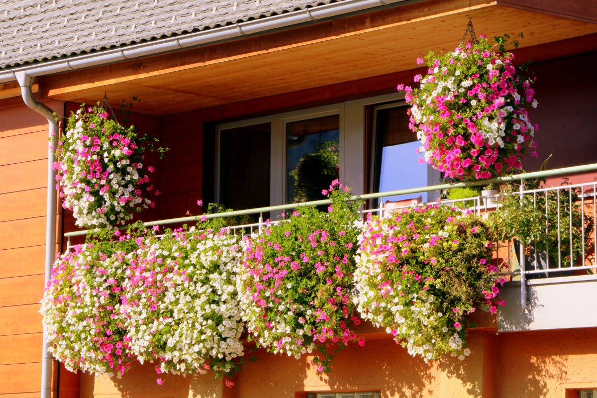 Petunie suspended in the Mediterranean balconies