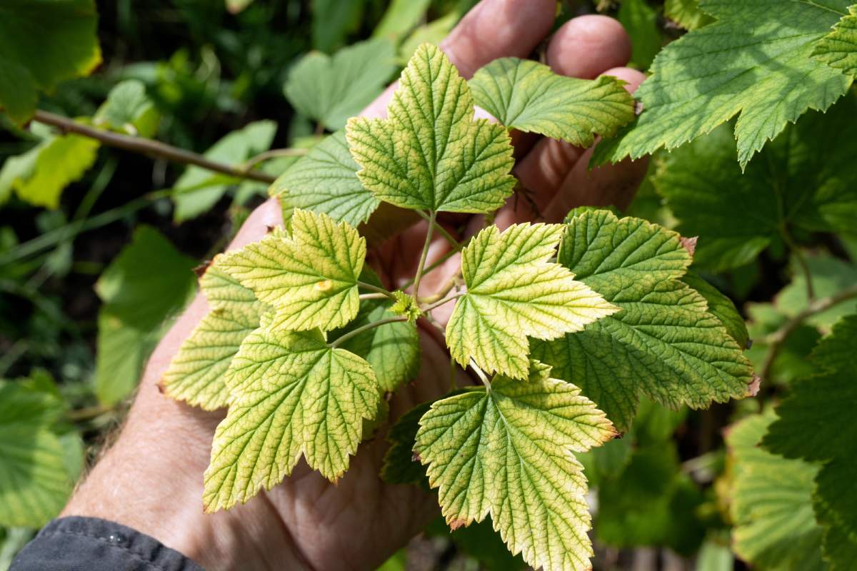 Because the leaves of the plants at the end of the summer become pale or yellowish