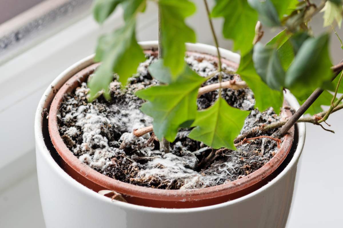 Plants diseases at the end of the summer and how to eradicate them