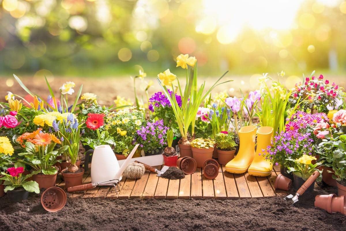 Here are what flowers to sow at the end of the summer