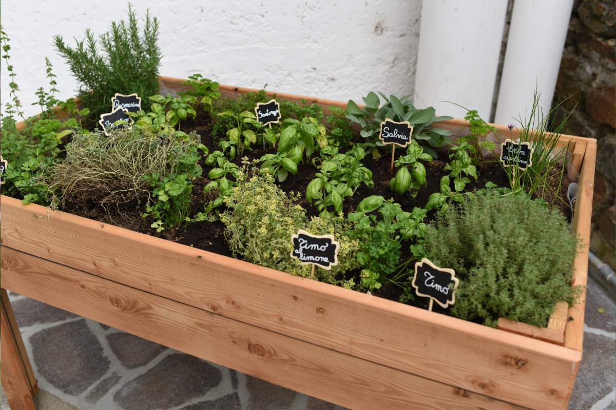 The 5 useful aromatic plants all year round to plant now