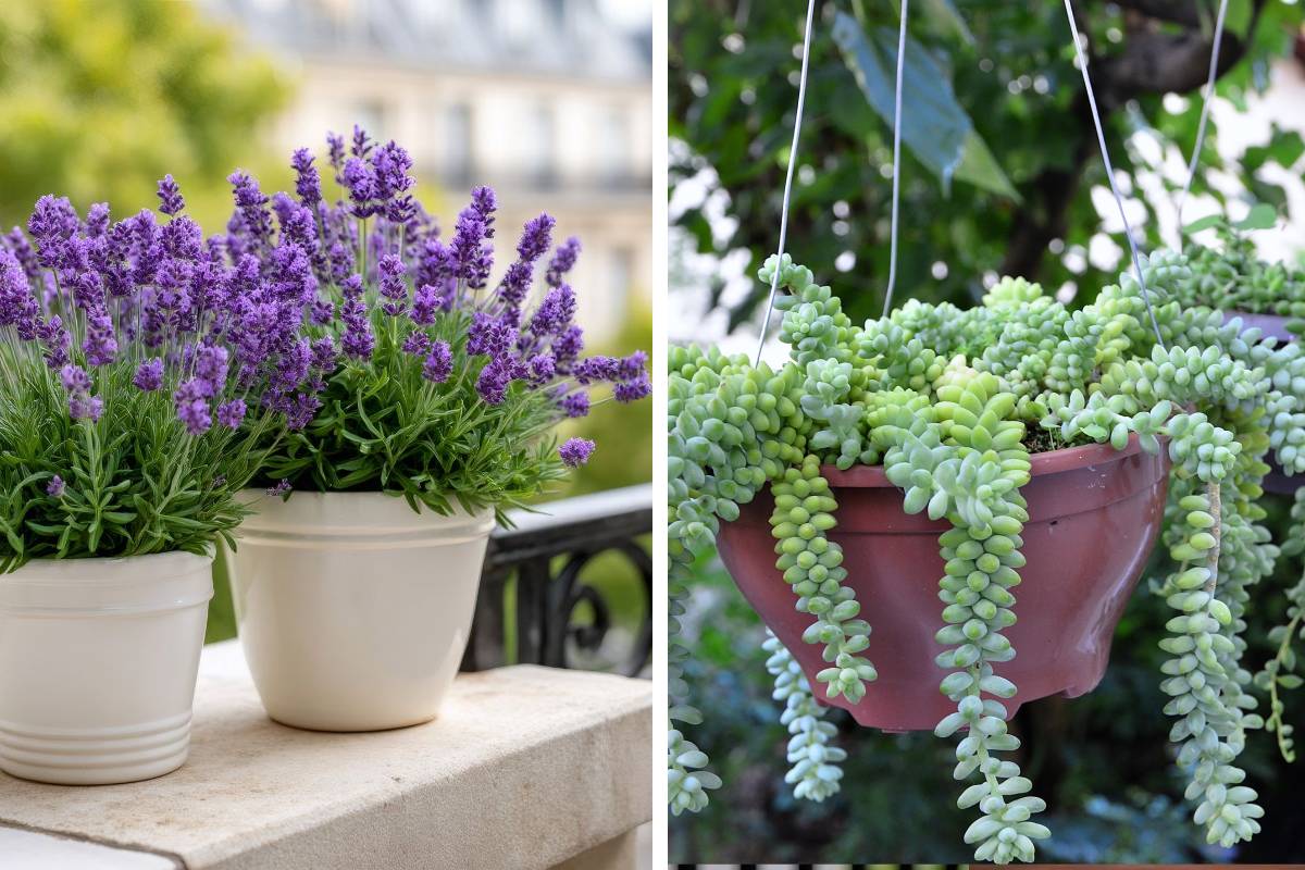 The perennials that make the balcony beautiful
