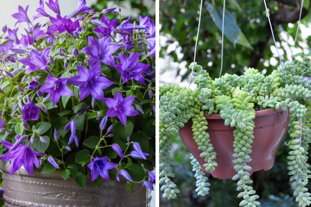 At the balcony the plants that always last