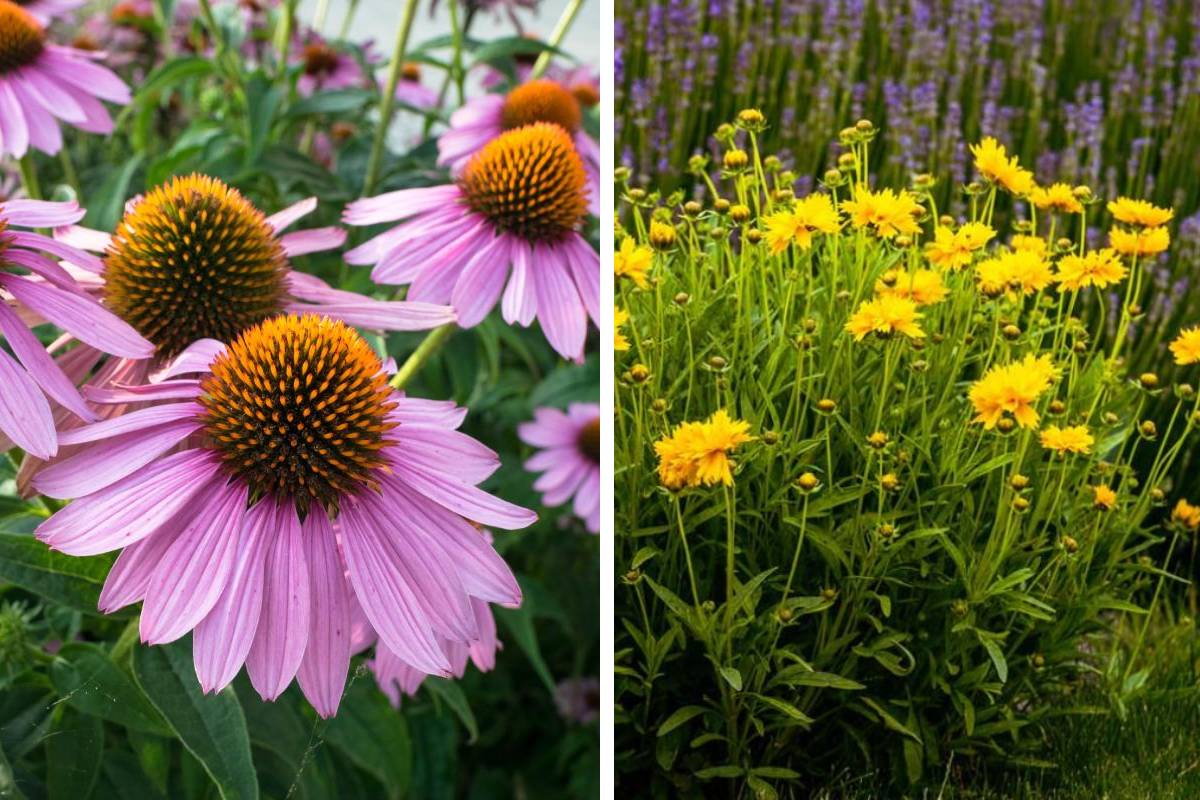 The most resistant plants on the balcony