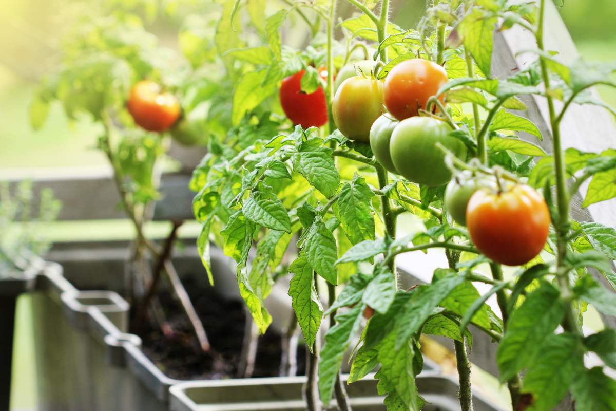 Grow tomatoes on the balcony