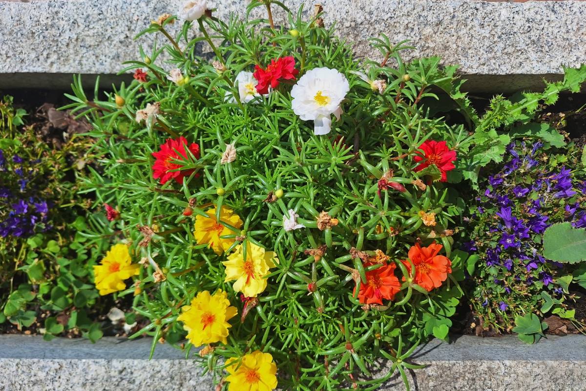 Alleuole resistant with zinnias and portlasses resist the heat