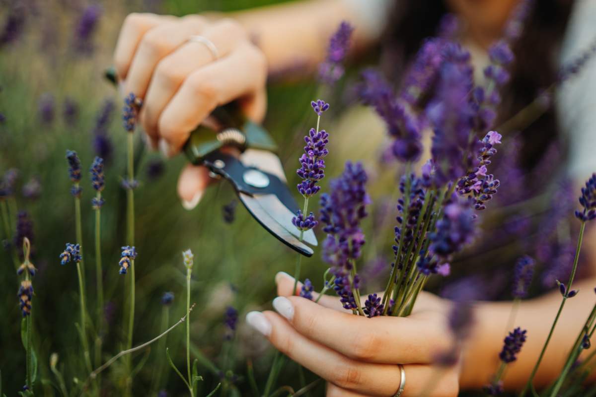 Lavender that blooms until autumn: this is how