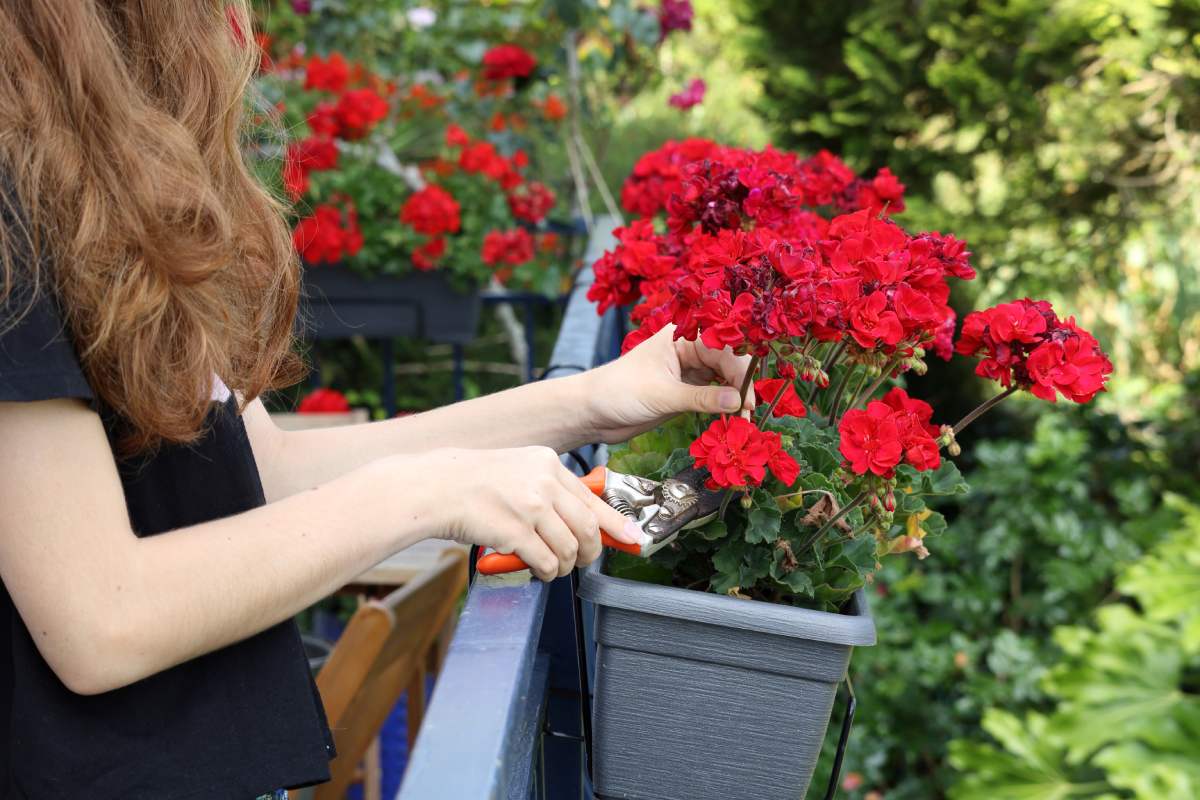 Regenerate the tired plants on the balcony