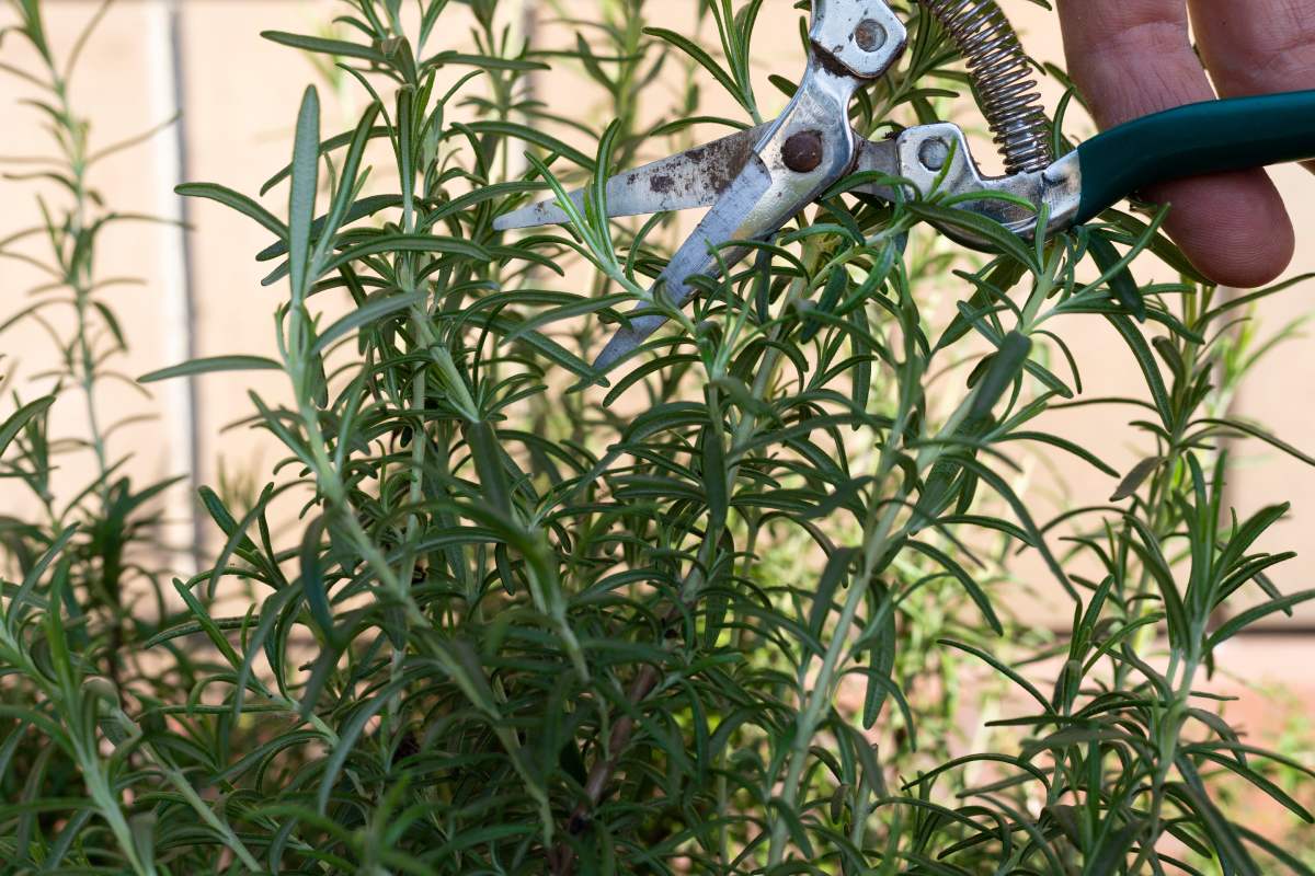 5 aromatic plants to be pruned to make them beautiful and fragrant in the kitchen