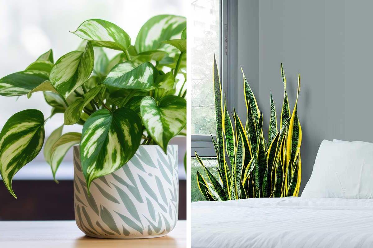 Here are the plants that thrive with one irrigation per week