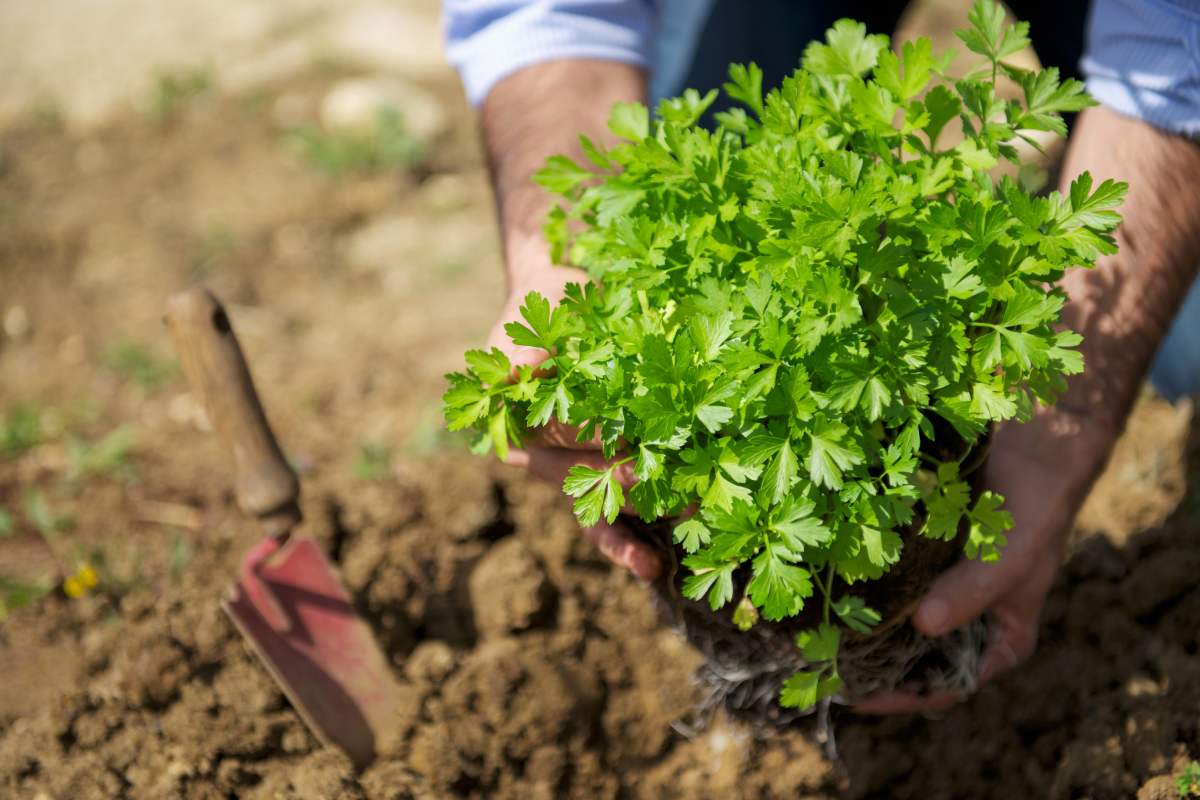 5 aromatic plants to plant now to have them all year round