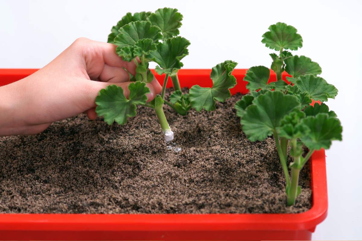 Multiplication of 5 plants