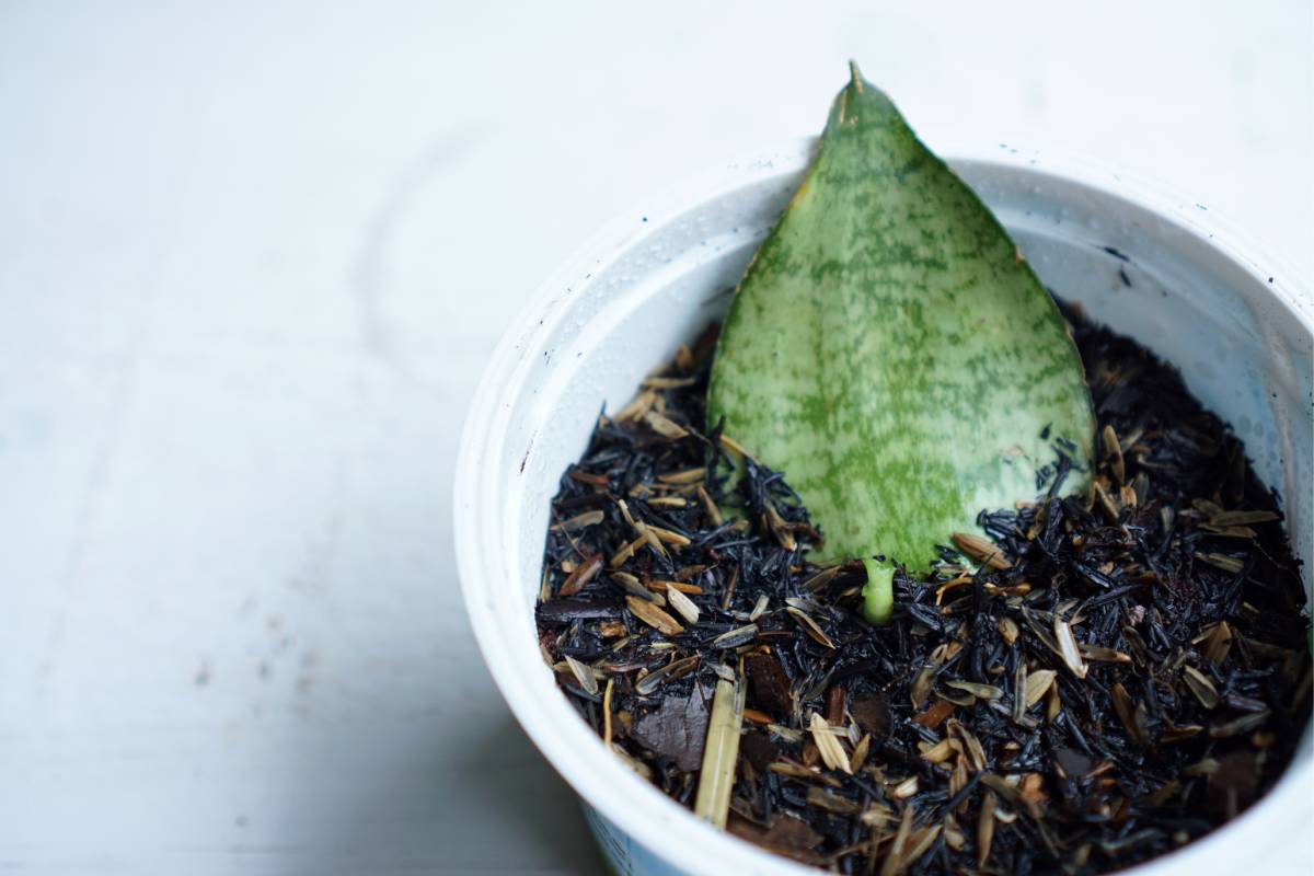 Propagation from a single leaf