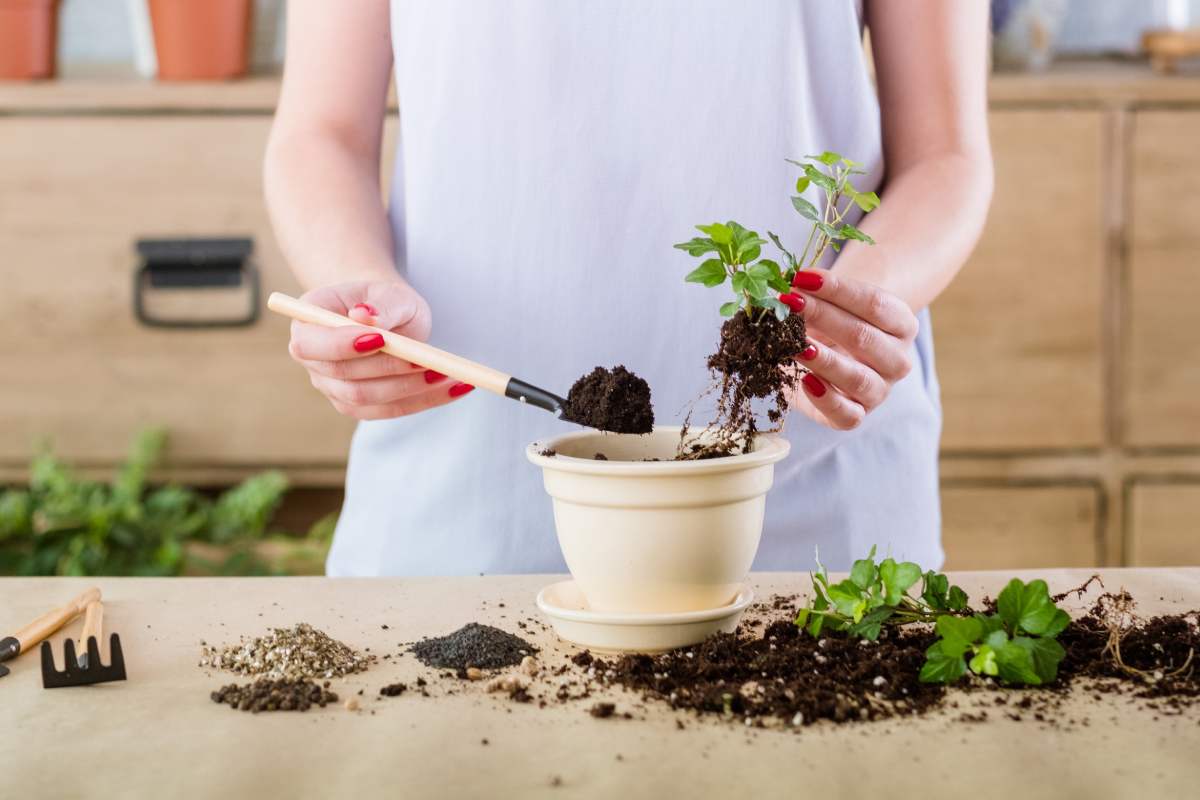 How to reproduce free and easily 5 plants