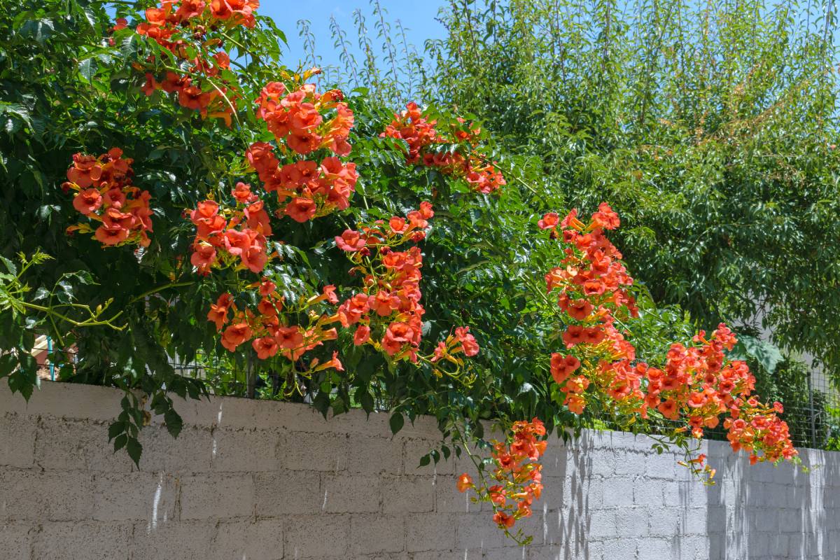 The 3 climbing plants that make a lot of shadow