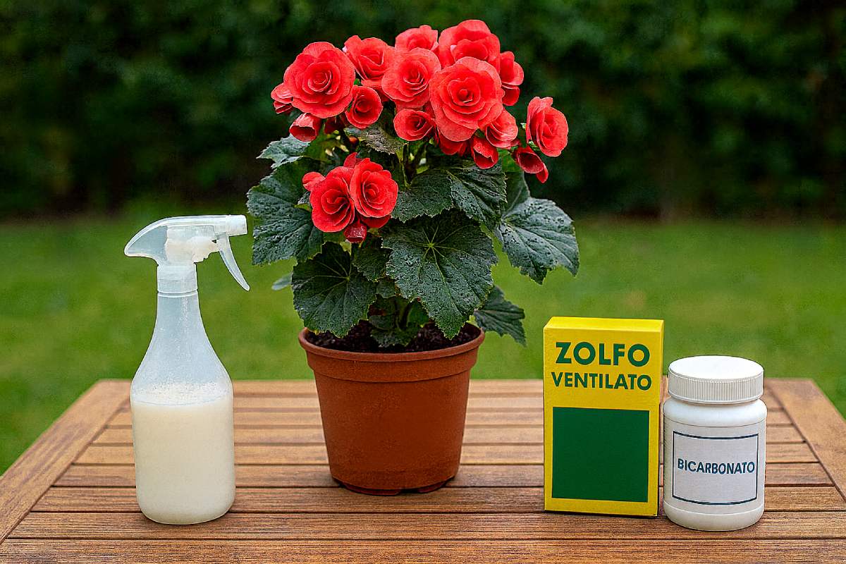How to eliminate the Oidio in the Begonie