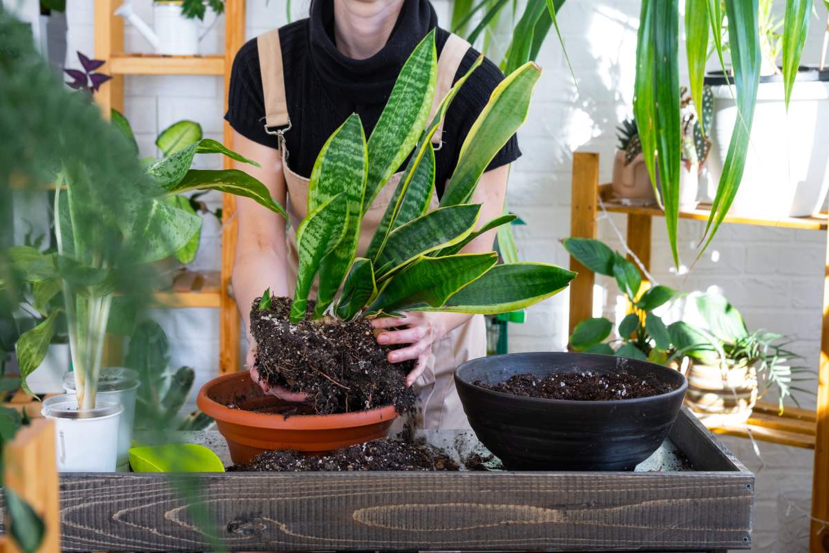 Repotting plants after the summer