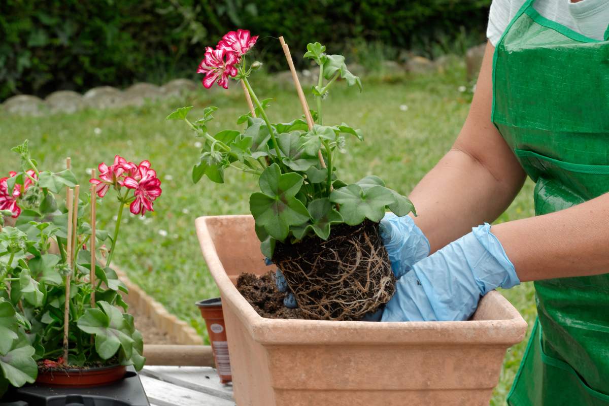 5 plants that must be repotted in September