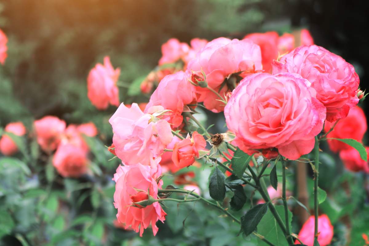 Natural fertilizers for roses