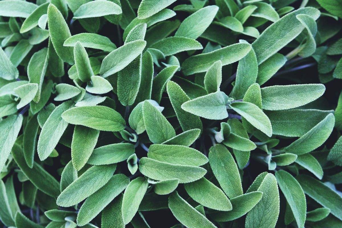 Aromatic plants to plant now
