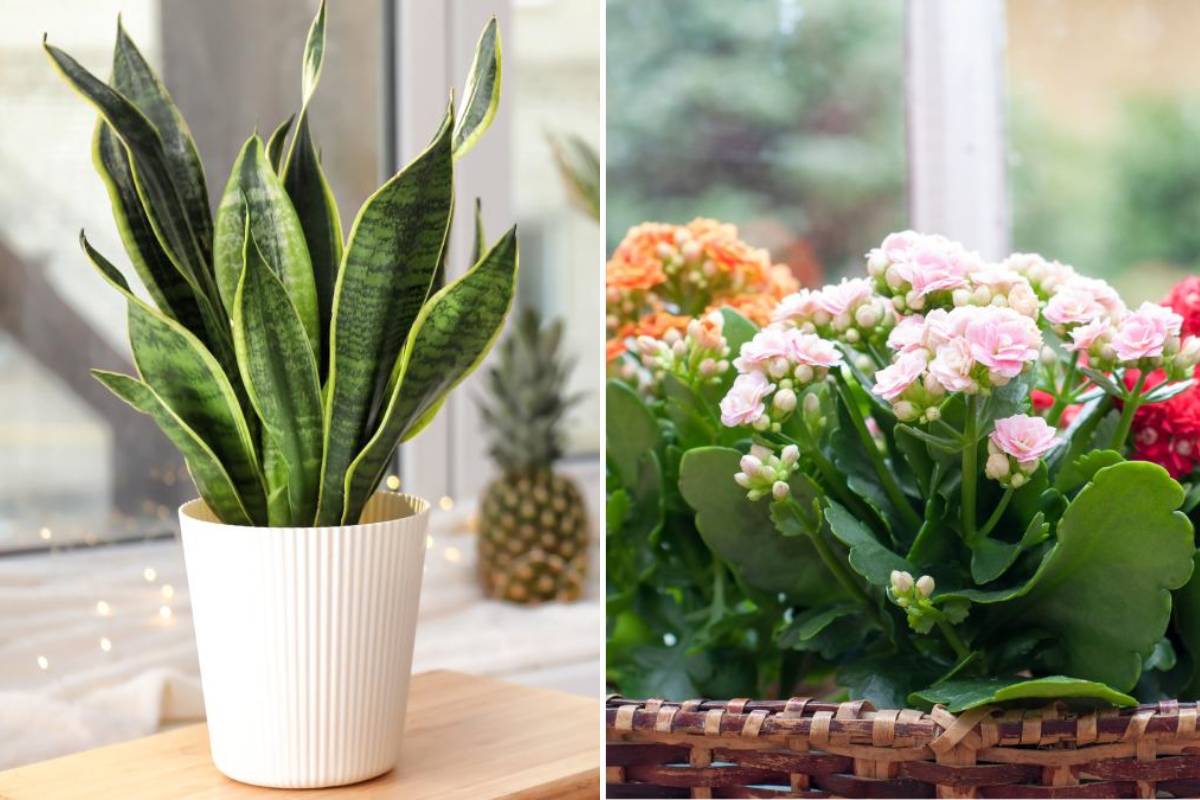 Plants that multiply quickly