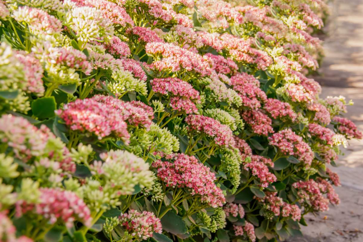 Settembrine flowerbeds