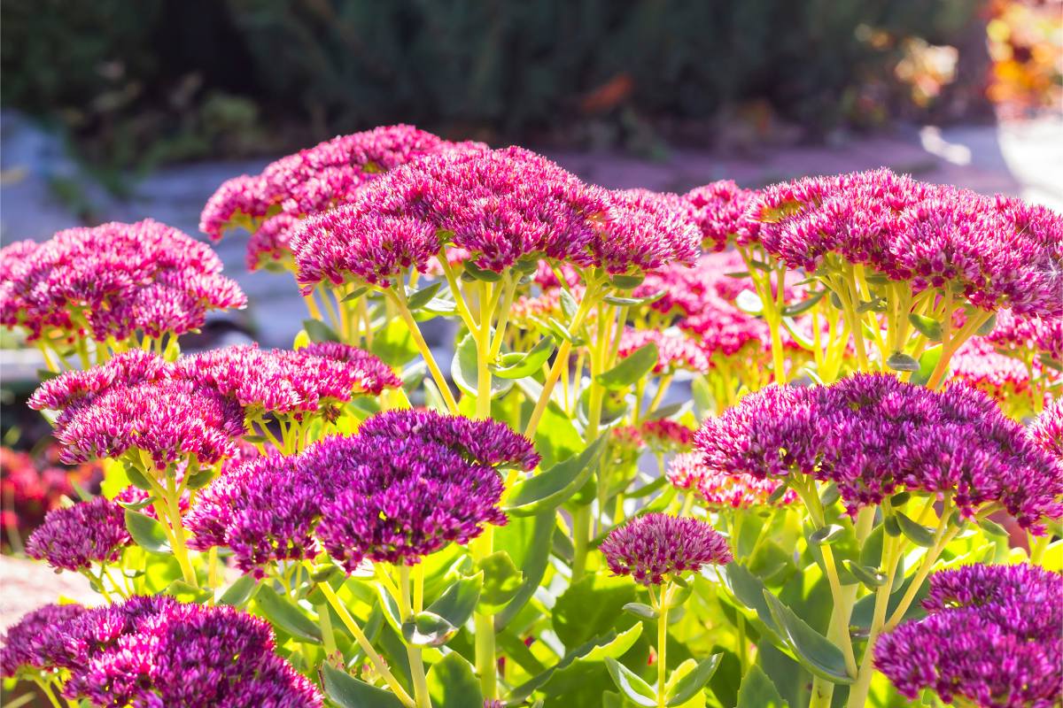 3 fatty plants that propagate on their own
