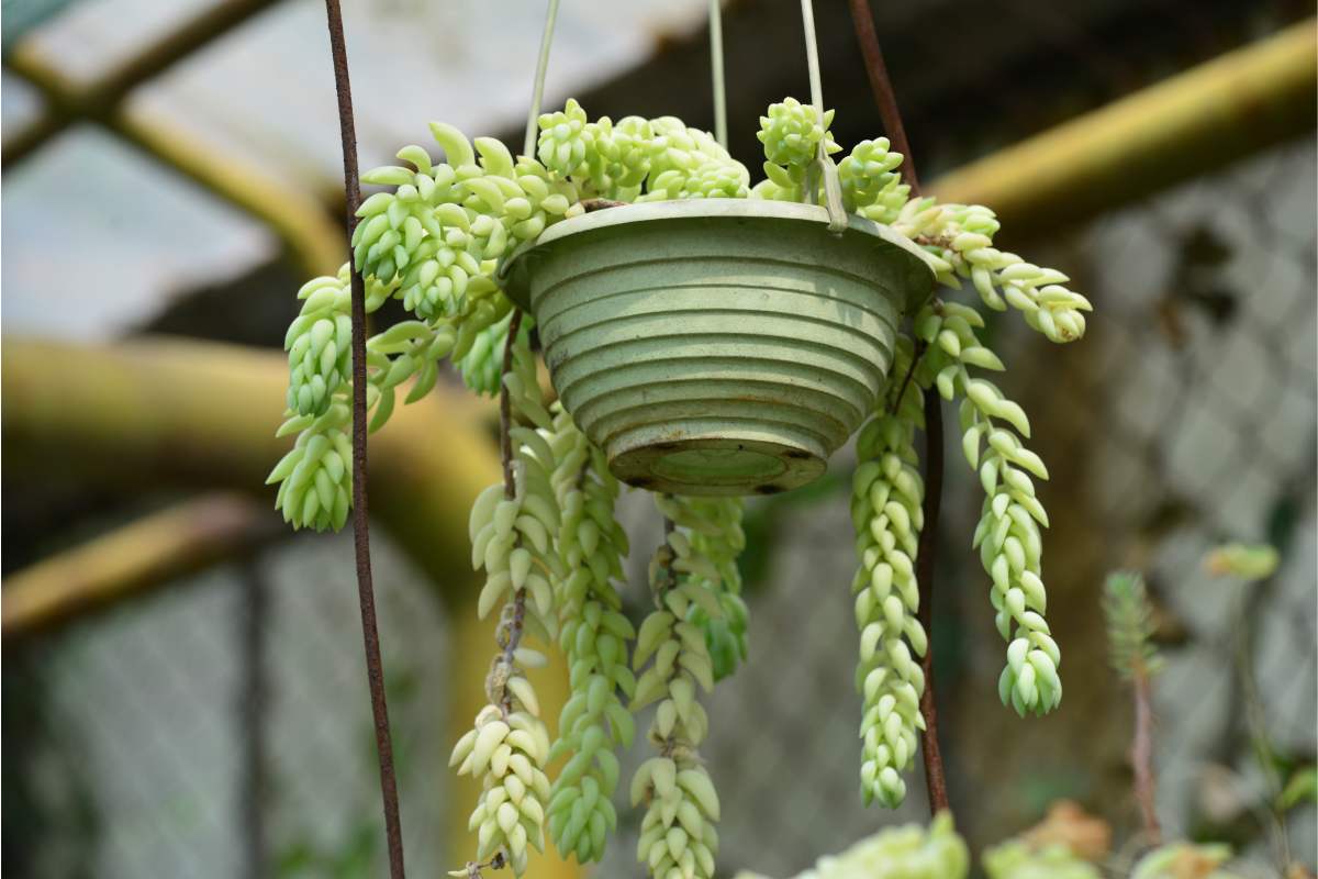 The best succulent keys suspended for sunny terraces