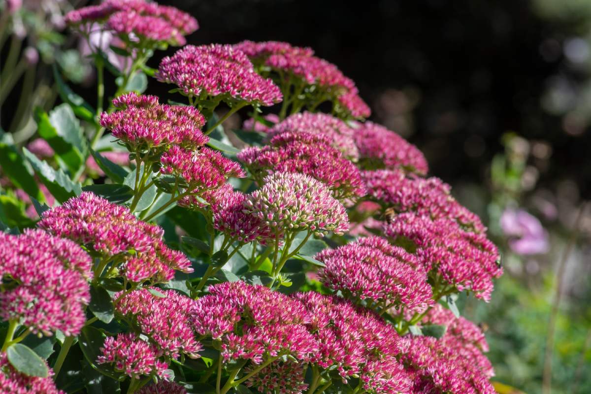 Plants suitable for flower beds in the south