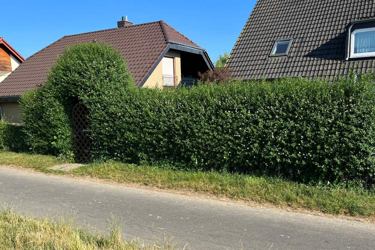 Here are the hedges that grow up with the heat