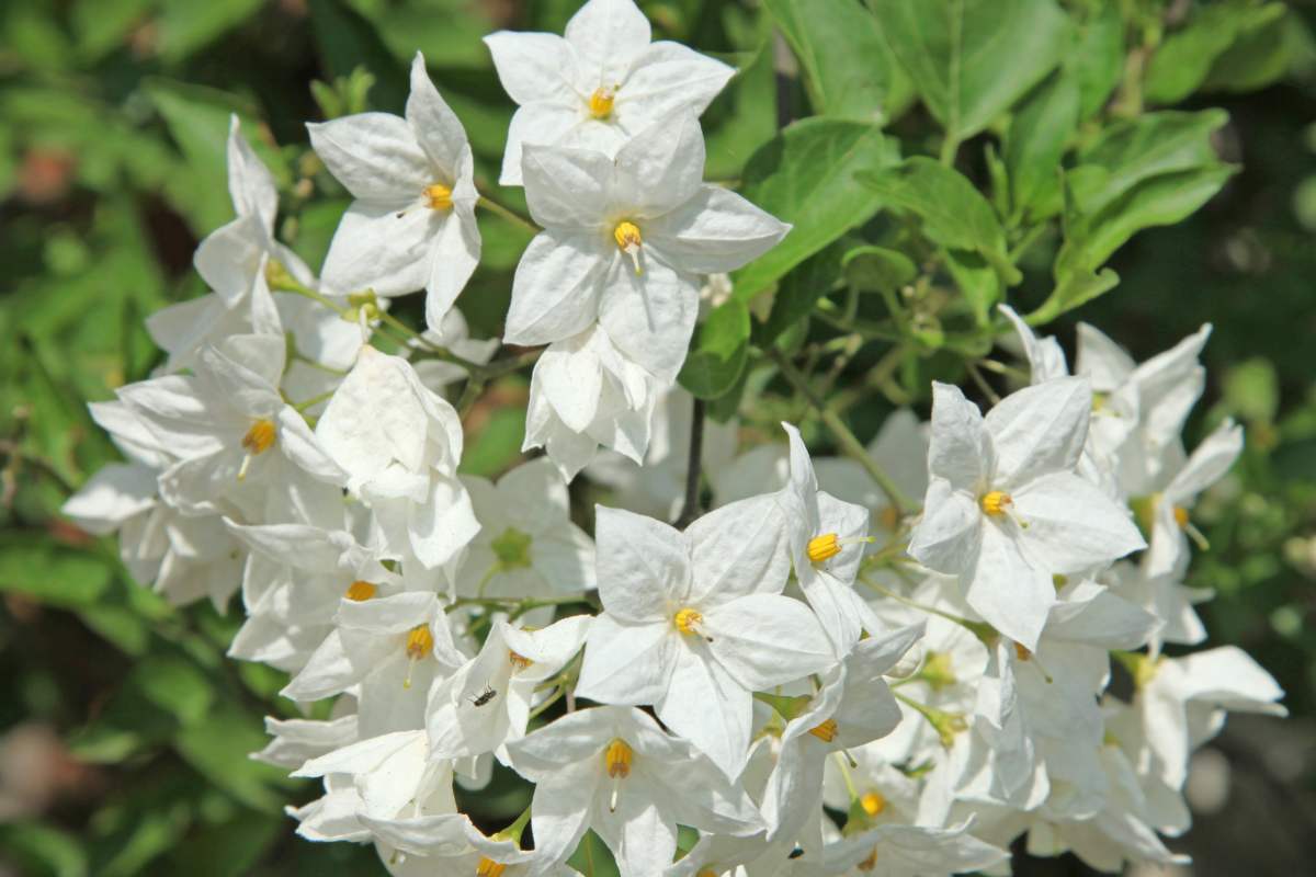 Climbing plants that give flowers until October