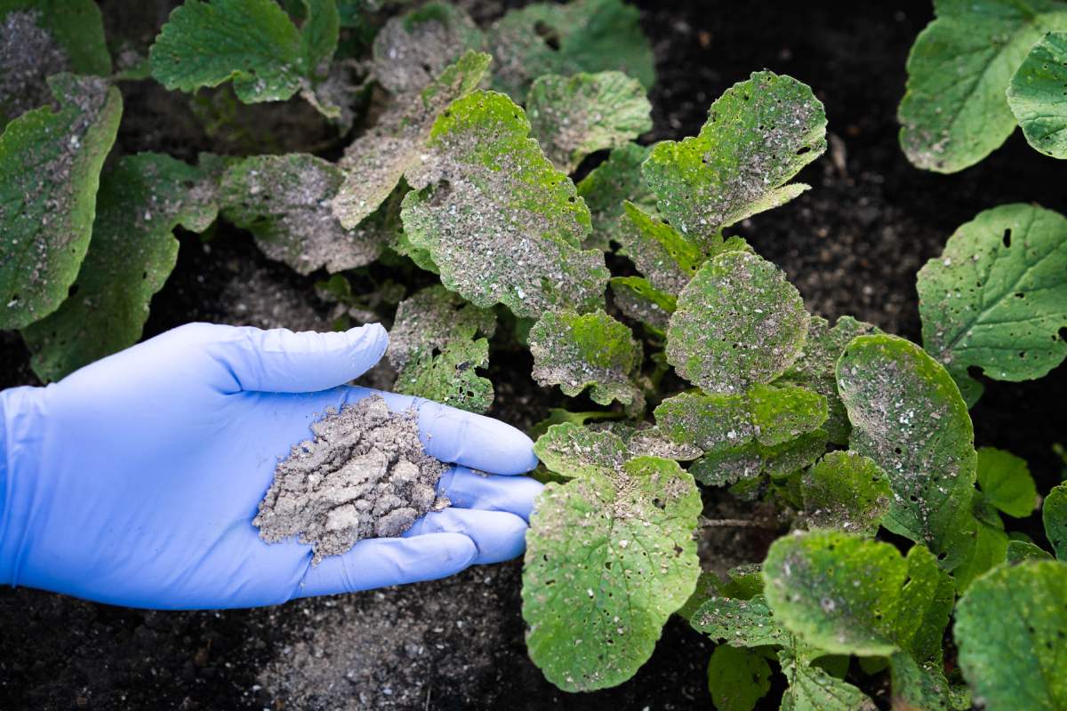 The guide to transform the barbecue to the fertilizer for plants into ash of the barbecue