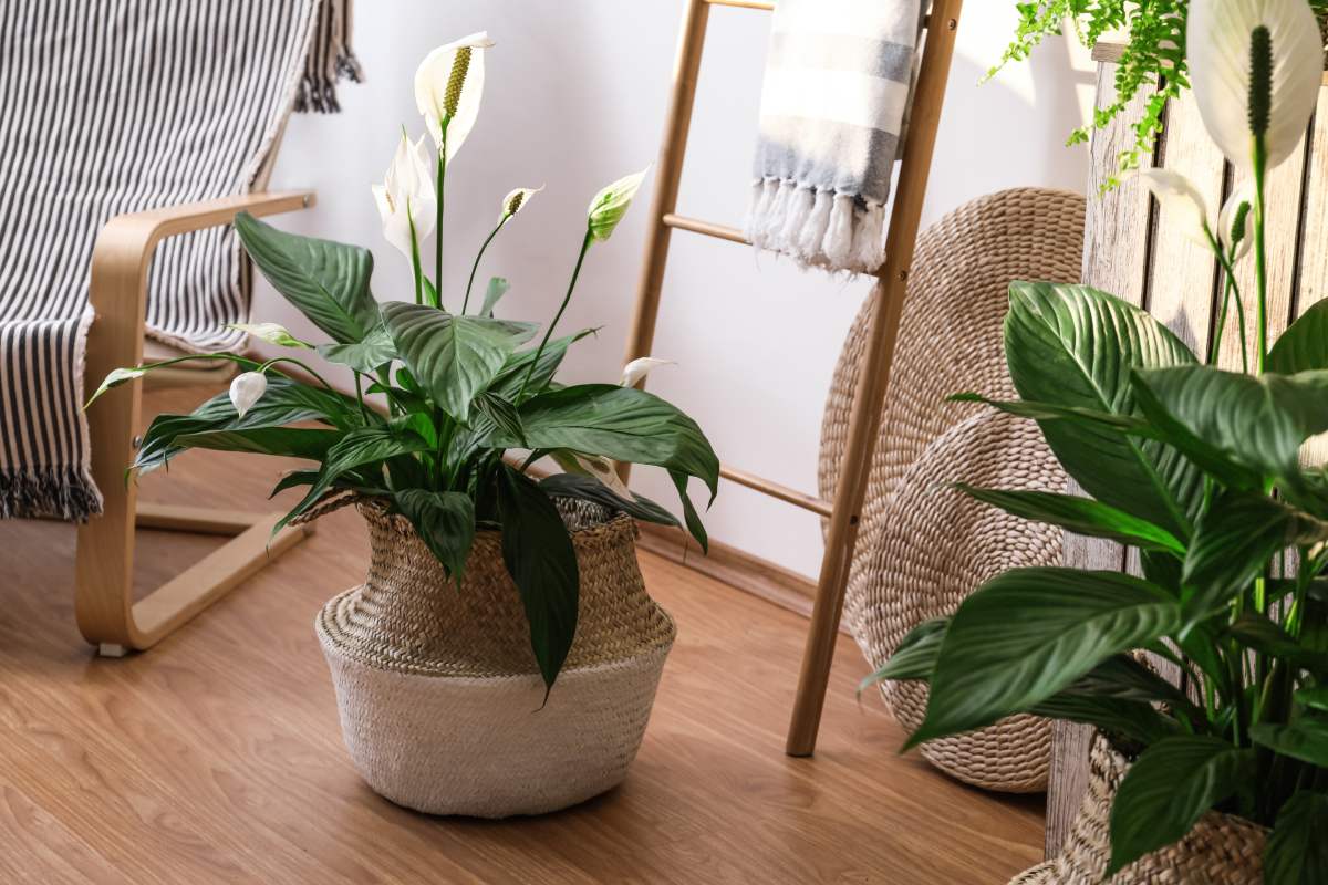 Autumn plants that give design and freshness in autumn