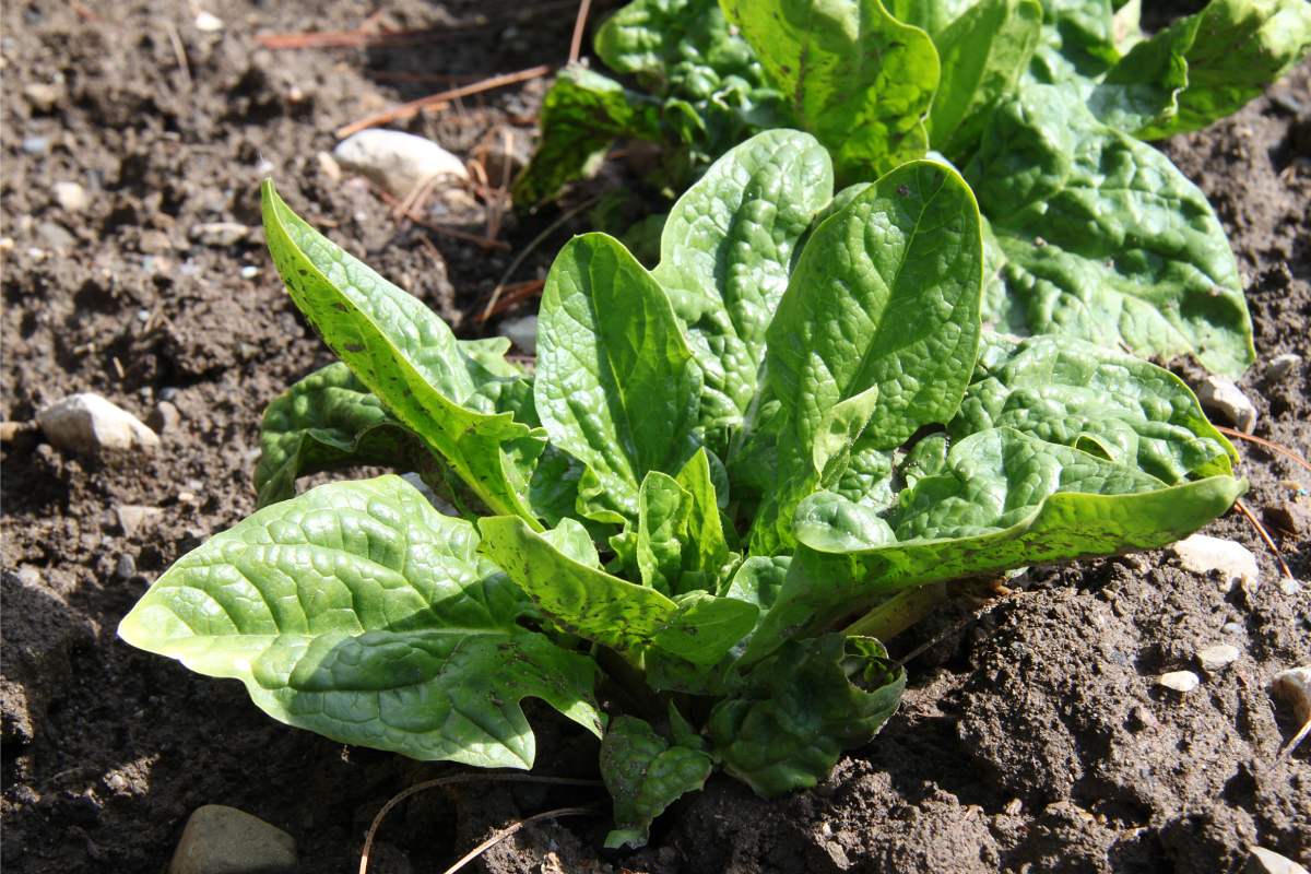 3 vegetables to be sowed now