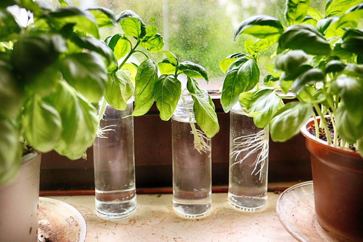 Plants that multiply easily