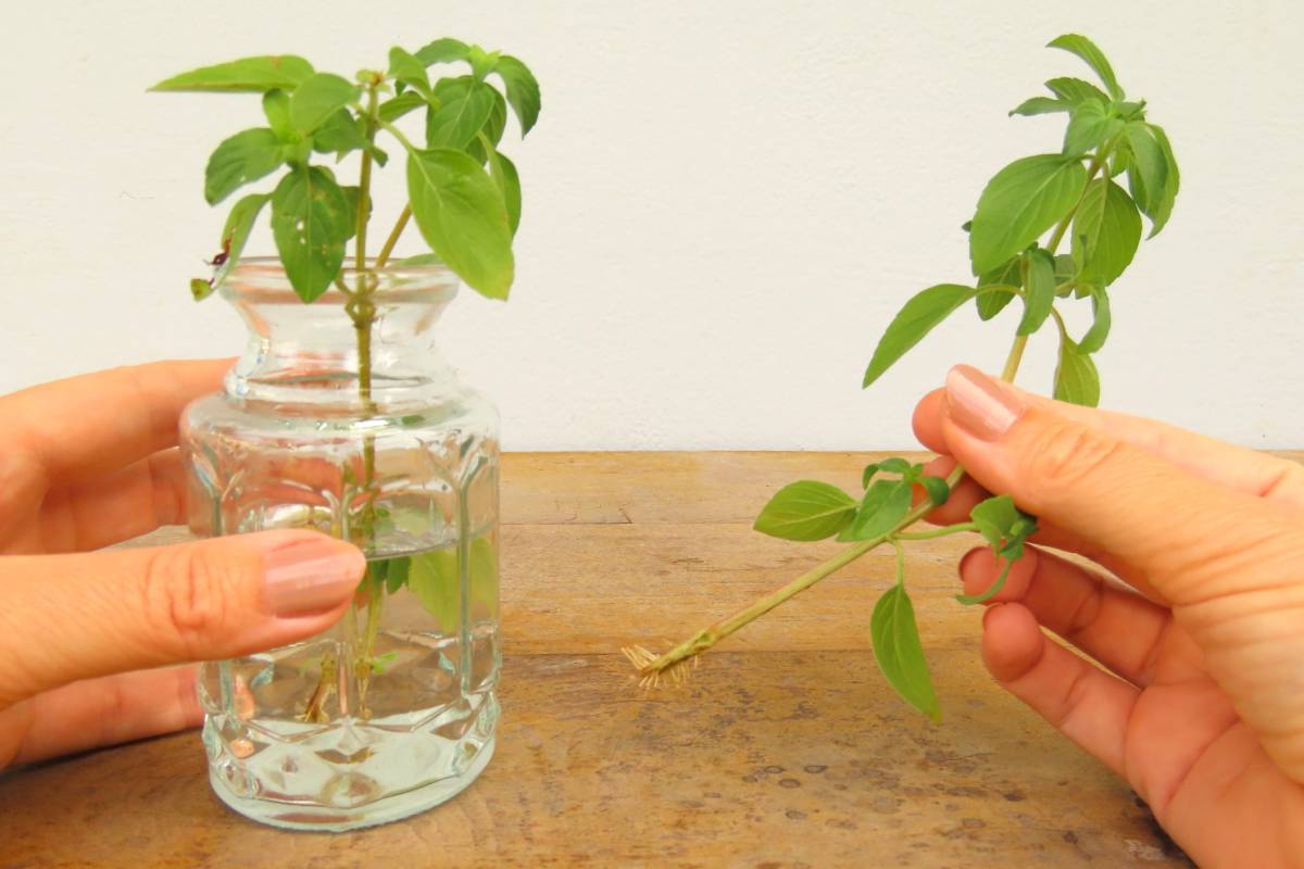 What to propagate in August and how