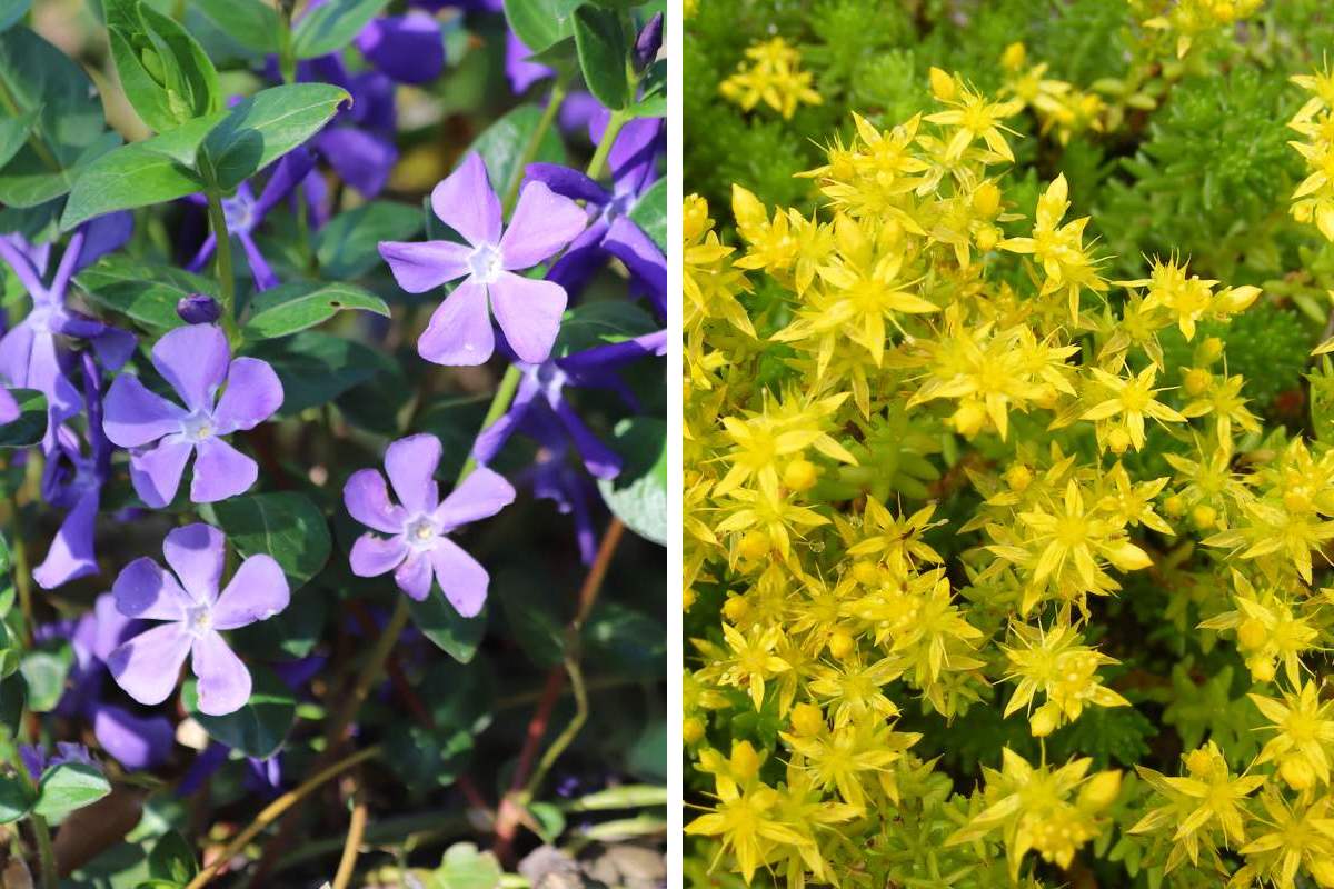 The covering plants that eliminate weeds and make the garden fresh