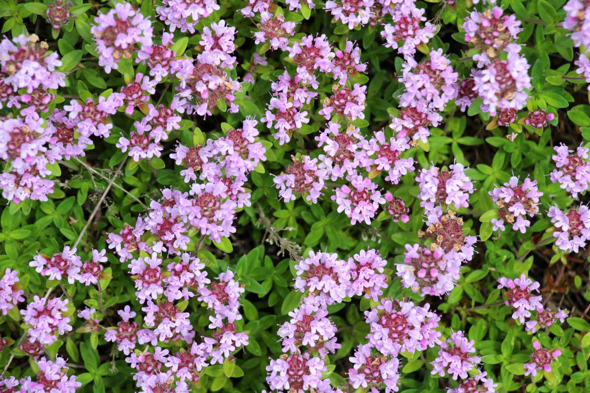 Fairy plants