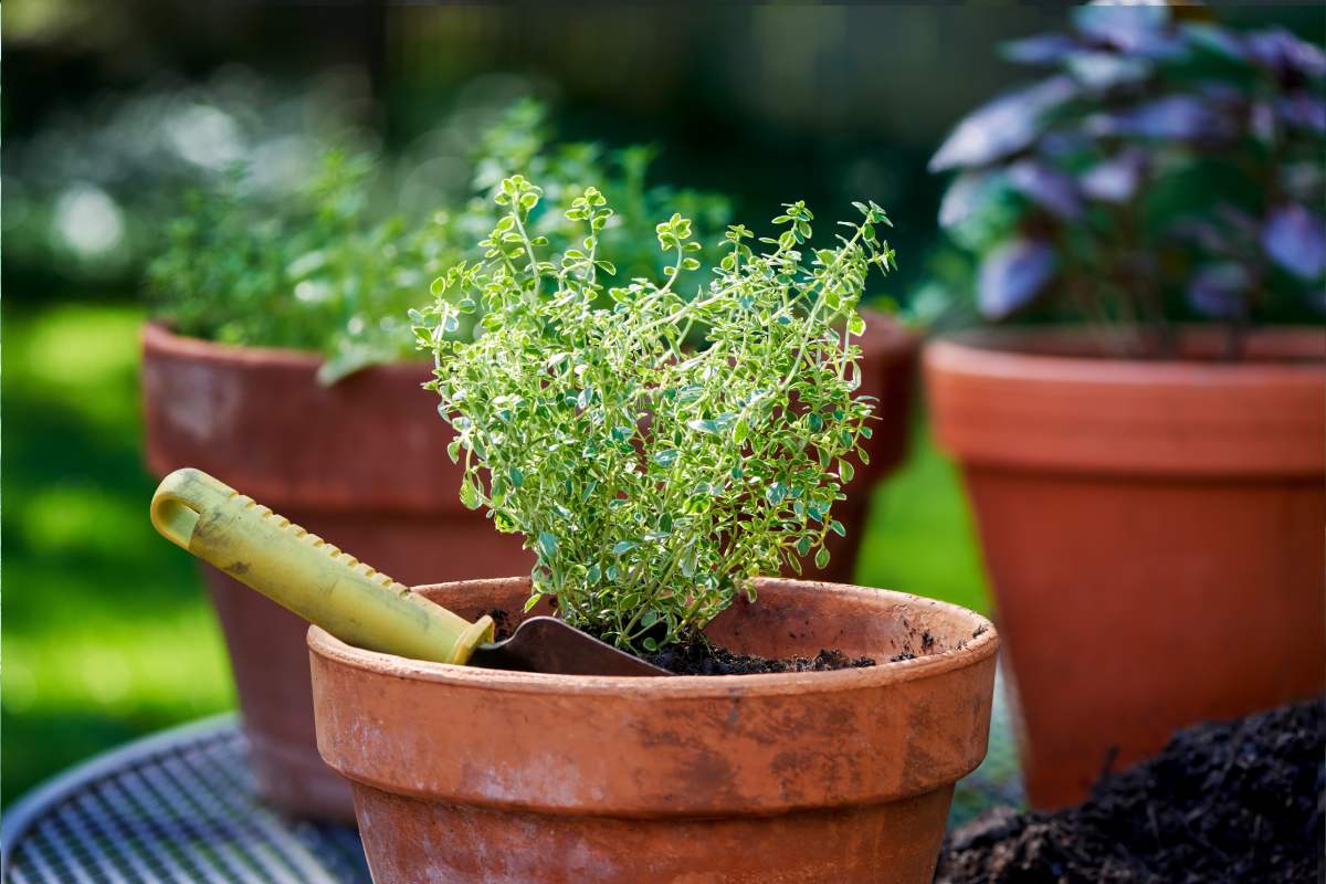 5 aromatic that are used all year round