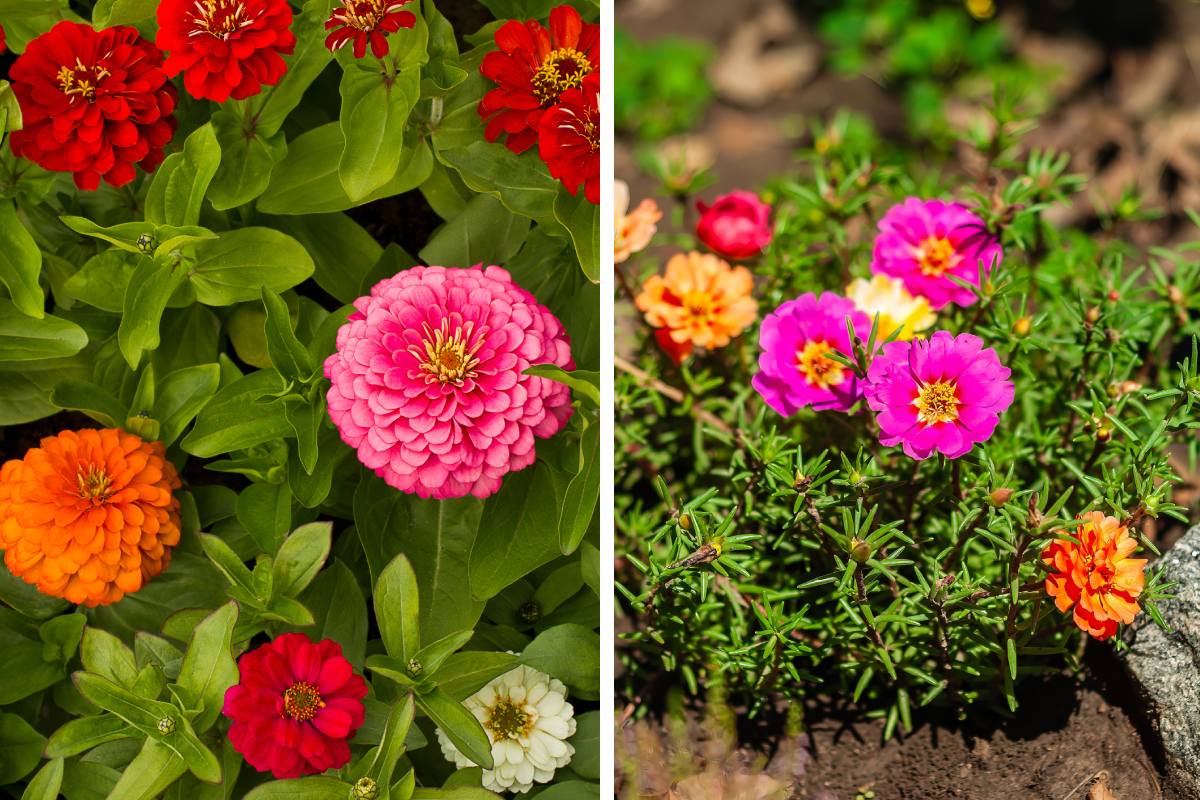 Warm resistant flower beds: zinnia and portulaca