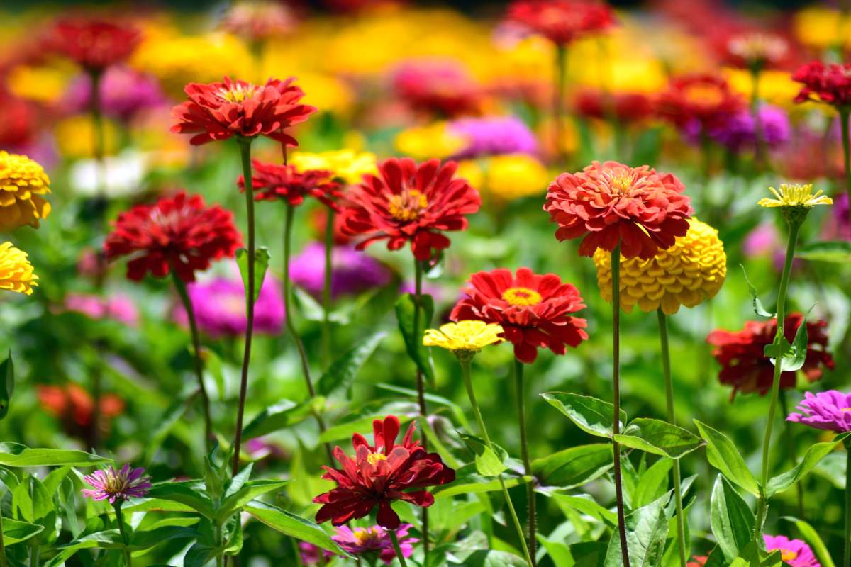 Scenographic flower beds in August