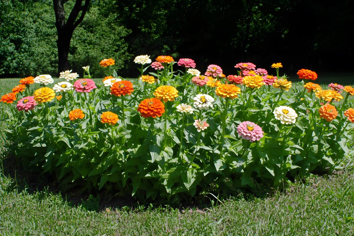 Restored flower beds with zinnia and portulaca