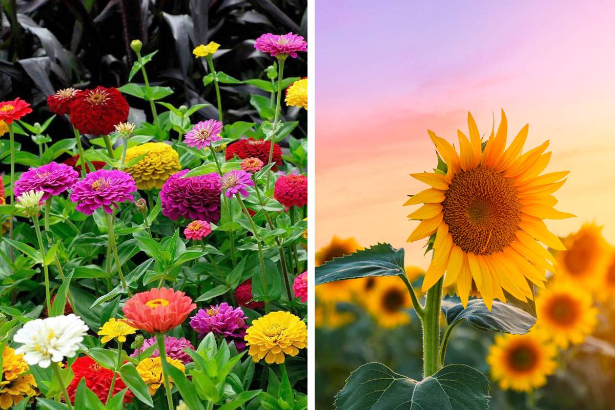 Resistant plants to summer