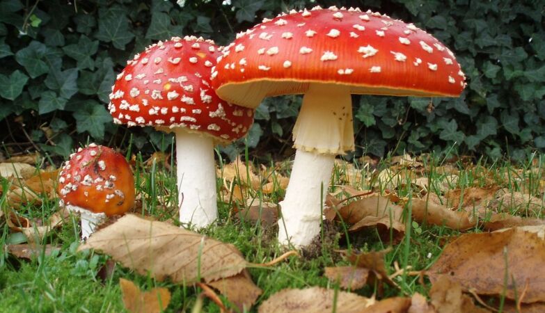 Mushroom Microdosage is originating from…