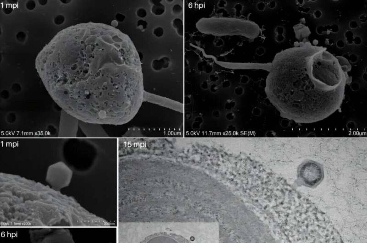 Discovered giant virus in the Pacific - with the longest tail ever seen