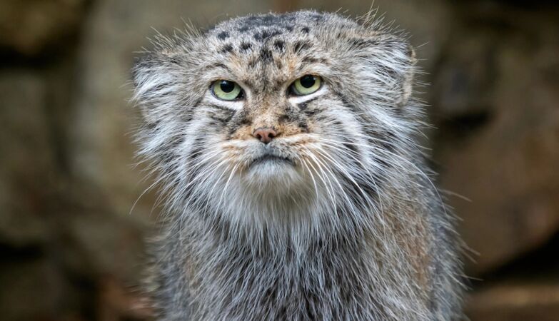 It is ugly as a goat and thief like a dog. No, it's not a kitten like others