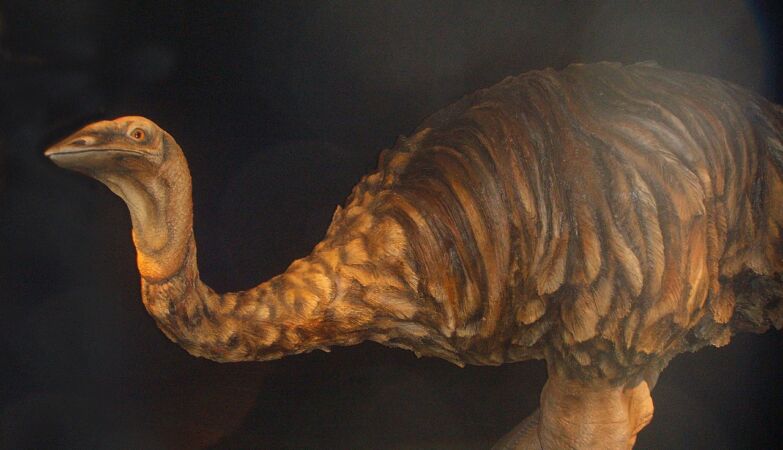 The largest bird that ever existed was the size of an elephant (and put eggs of 10 kg)