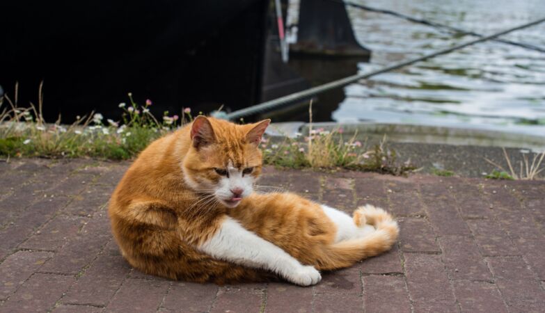 Amsterdam is apologizing to cats with mini-arrows on the channels