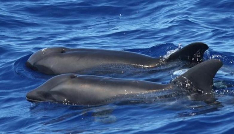 Dolphins and whales often play together. Video shows excerpt