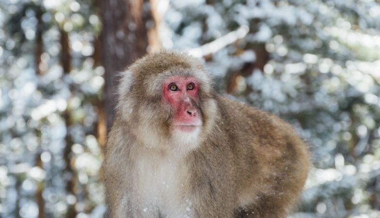 We were wrong. Our first ascendant came from a very cold climate